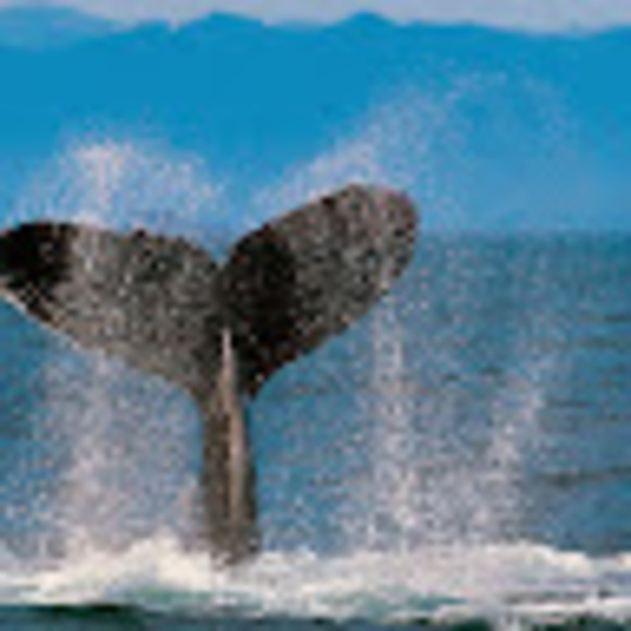 Meet your Posher, Thomas - Picture 1 of 1